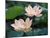 Lotus Flower in Blossom, China-Keren Su-Mounted Premium Photographic Print