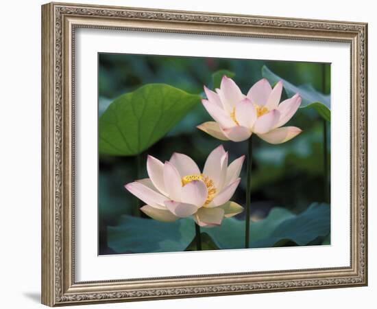 Lotus Flower in Blossom, China-Keren Su-Framed Photographic Print