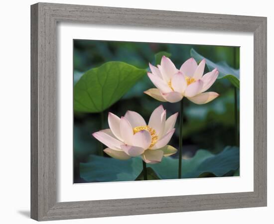 Lotus Flower in Blossom, China-Keren Su-Framed Photographic Print