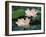 Lotus Flower in Blossom, China-Keren Su-Framed Photographic Print