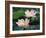 Lotus Flower in Blossom, China-Keren Su-Framed Photographic Print