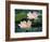 Lotus Flower in Blossom, China-Keren Su-Framed Photographic Print