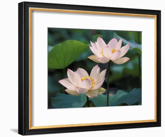 Lotus Flower in Blossom, China-Keren Su-Framed Photographic Print