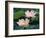 Lotus Flower in Blossom, China-Keren Su-Framed Photographic Print