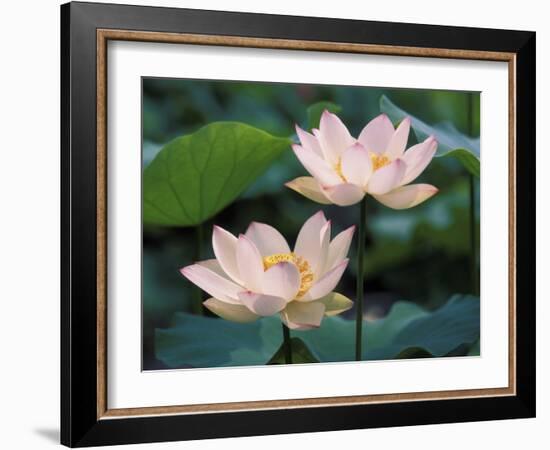 Lotus Flower in Blossom, China-Keren Su-Framed Photographic Print