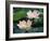 Lotus Flower in Blossom, China-Keren Su-Framed Photographic Print