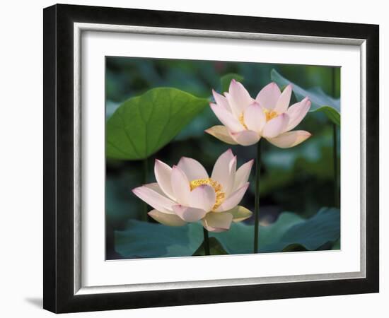 Lotus Flower in Blossom, China-Keren Su-Framed Photographic Print