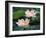 Lotus Flower in Blossom, China-Keren Su-Framed Photographic Print