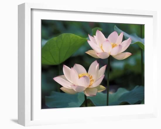 Lotus Flower in Blossom, China-Keren Su-Framed Photographic Print