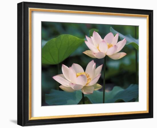 Lotus Flower in Blossom, China-Keren Su-Framed Photographic Print