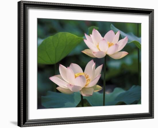 Lotus Flower in Blossom, China-Keren Su-Framed Photographic Print