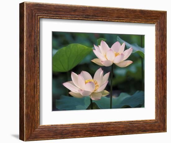 Lotus Flower in Blossom, China-Keren Su-Framed Photographic Print