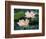 Lotus Flower in Blossom, China-Keren Su-Framed Photographic Print