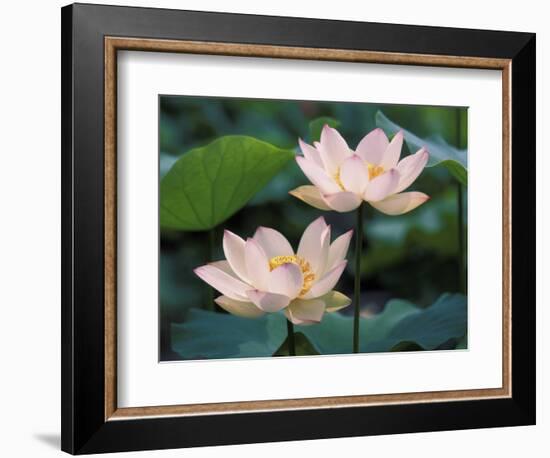 Lotus Flower in Blossom, China-Keren Su-Framed Photographic Print