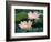 Lotus Flower in Blossom, China-Keren Su-Framed Photographic Print