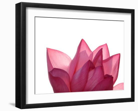 Lotus Flower in Full Bloom-Michele Molinari-Framed Photographic Print