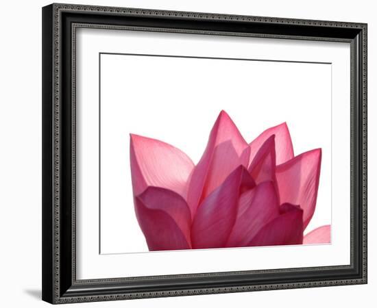 Lotus Flower in Full Bloom-Michele Molinari-Framed Photographic Print