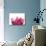 Lotus Flower in Full Bloom-Michele Molinari-Photographic Print displayed on a wall