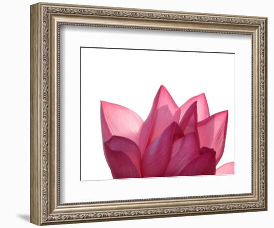 Lotus Flower in Full Bloom-Michele Molinari-Framed Photographic Print