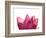 Lotus Flower in Full Bloom-Michele Molinari-Framed Photographic Print