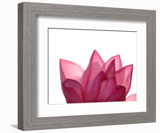 Lotus Flower in Full Bloom-Michele Molinari-Framed Photographic Print