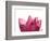 Lotus Flower in Full Bloom-Michele Molinari-Framed Photographic Print