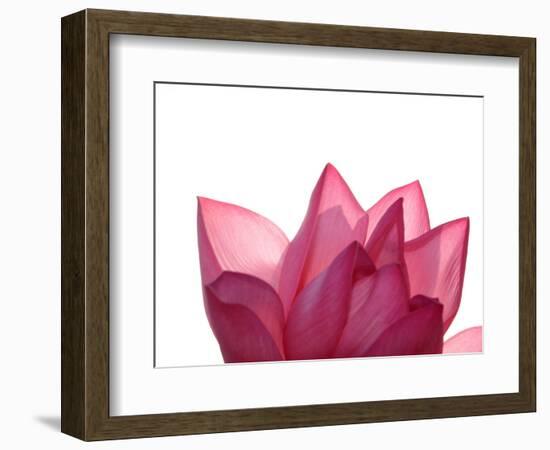 Lotus Flower in Full Bloom-Michele Molinari-Framed Photographic Print