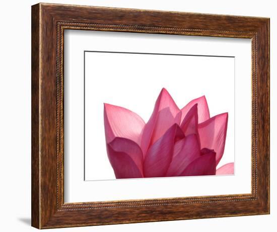 Lotus Flower in Full Bloom-Michele Molinari-Framed Photographic Print