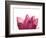 Lotus Flower in Full Bloom-Michele Molinari-Framed Photographic Print