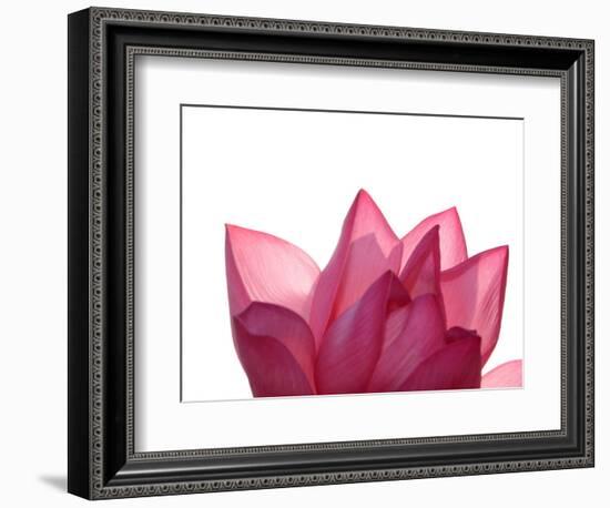 Lotus Flower in Full Bloom-Michele Molinari-Framed Photographic Print