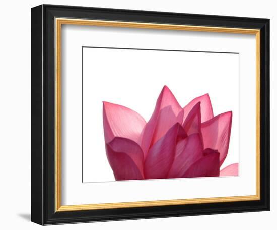 Lotus Flower in Full Bloom-Michele Molinari-Framed Photographic Print