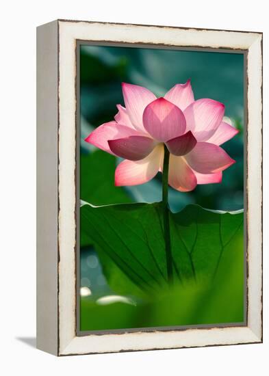 Lotus Flower in the Field-Hoang Nhiem-Framed Premier Image Canvas