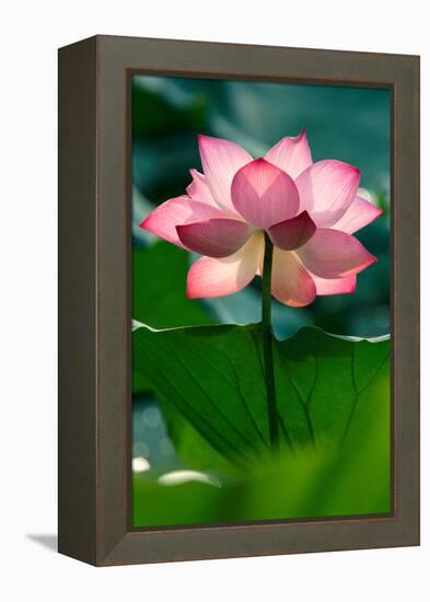 Lotus Flower in the Field-Hoang Nhiem-Framed Premier Image Canvas