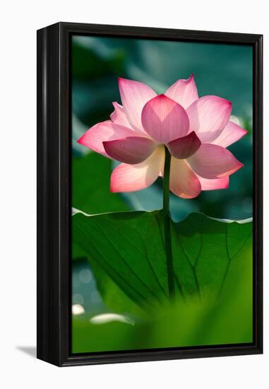 Lotus Flower in the Field-Hoang Nhiem-Framed Premier Image Canvas