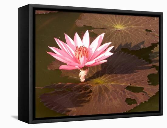 Lotus Flower in the Morning Light, Sukhothai, Thailand-Gavriel Jecan-Framed Premier Image Canvas