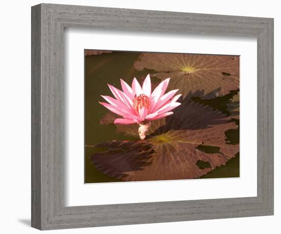 Lotus Flower in the Morning Light, Sukhothai, Thailand-Gavriel Jecan-Framed Photographic Print