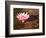 Lotus Flower in the Morning Light, Sukhothai, Thailand-Gavriel Jecan-Framed Photographic Print