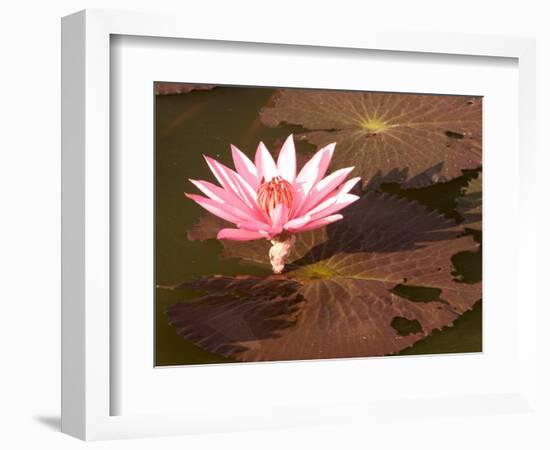 Lotus Flower in the Morning Light, Sukhothai, Thailand-Gavriel Jecan-Framed Photographic Print