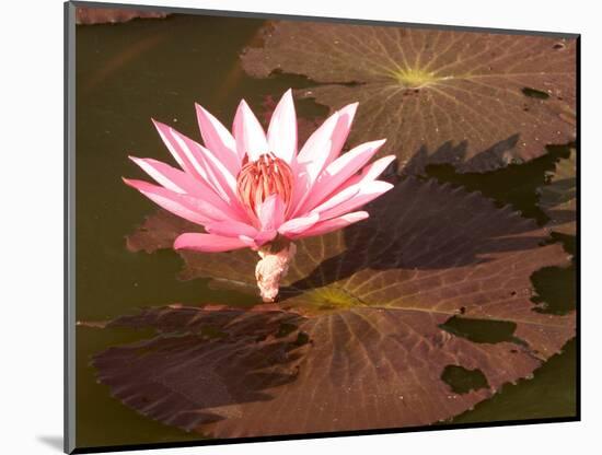 Lotus Flower in the Morning Light, Sukhothai, Thailand-Gavriel Jecan-Mounted Photographic Print