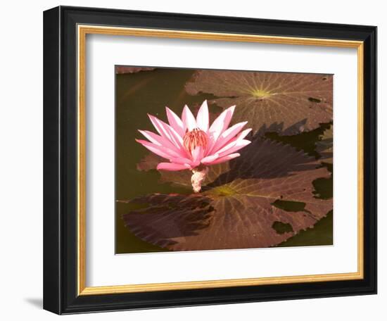 Lotus Flower in the Morning Light, Sukhothai, Thailand-Gavriel Jecan-Framed Photographic Print