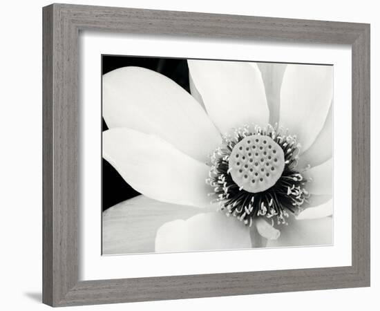 Lotus Flower IV-Debra Van Swearingen-Framed Photo