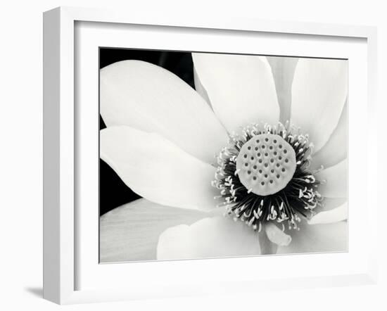 Lotus Flower IV-Debra Van Swearingen-Framed Photo