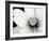 Lotus Flower IV-Debra Van Swearingen-Framed Photo