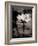 Lotus Flower IX-Debra Van Swearingen-Framed Photo