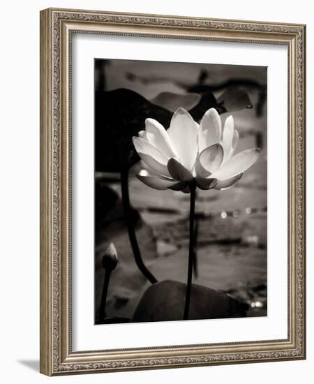 Lotus Flower IX-Debra Van Swearingen-Framed Photo