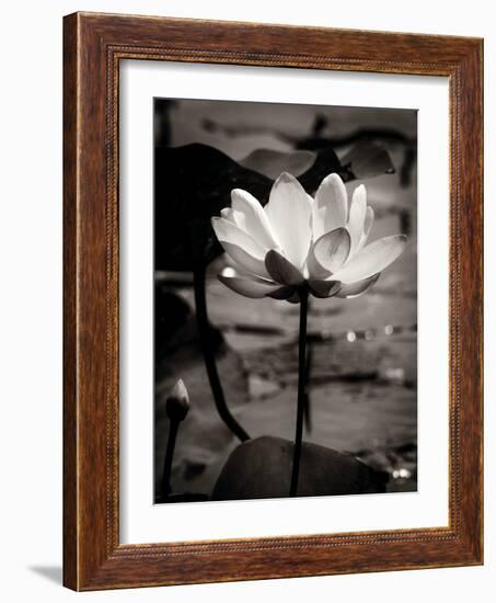 Lotus Flower IX-Debra Van Swearingen-Framed Photo