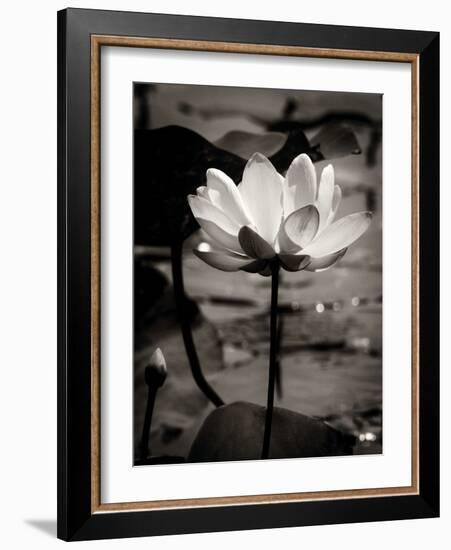 Lotus Flower IX-Debra Van Swearingen-Framed Photo