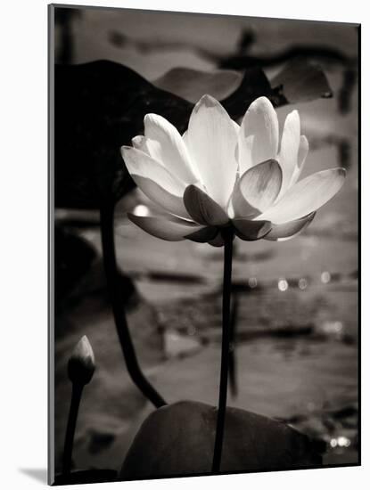 Lotus Flower IX-Debra Van Swearingen-Mounted Photo