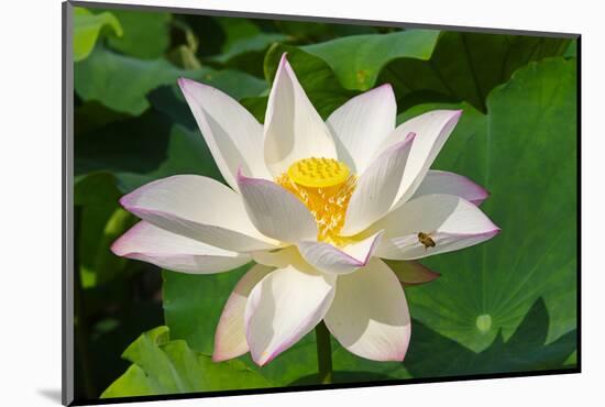 Lotus flower, Kyoto, Japan-Keren Su-Mounted Photographic Print