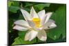 Lotus flower, Kyoto, Japan-Keren Su-Mounted Photographic Print